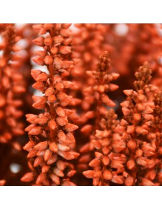 ERICA CALLUNA 'PICASSO ORANGE' diametro vaso 10 cm 2