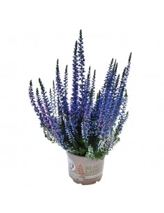 ERICA CALLUNA 'PICASSO BLUE' diametro vaso 9,5 cm
