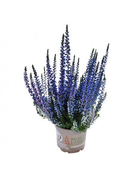 ERICA CALLUNA 'PICASSO BLUE' diametro vaso 9,5 cm