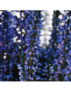ERICA CALLUNA 'PICASSO BLUE' diametro vaso 9,5 cm 2