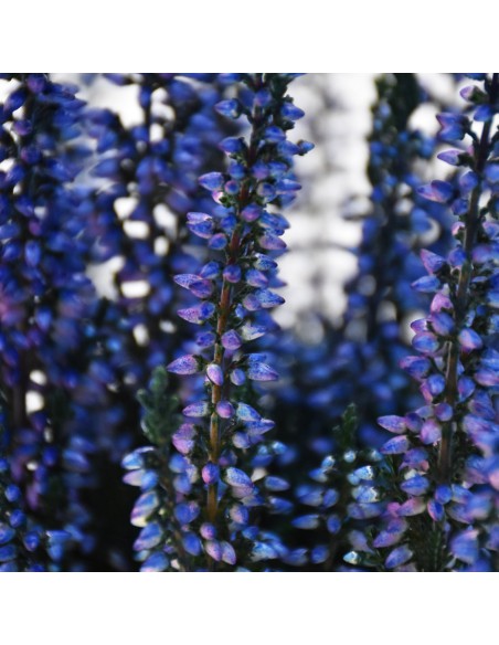 ERICA CALLUNA 'PICASSO BLUE' diametro vaso 9,5 cm