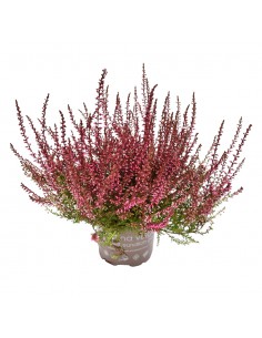ERICA CALLUNA 'PICASSO RED' diametro vaso 9,5 cm