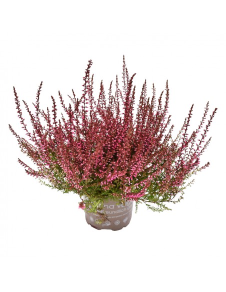 ERICA CALLUNA 'PICASSO RED' diametro vaso 9,5 cm