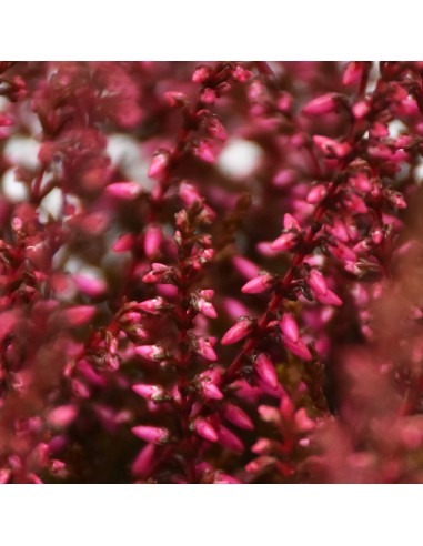 ERICA CALLUNA 'PICASSO RED' diametro vaso 9,5 cm