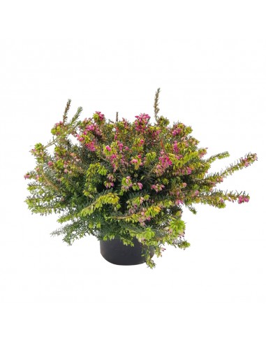 ERICA CALLUNA 'DARLEYENSIS' RED diametro vaso 12 cm