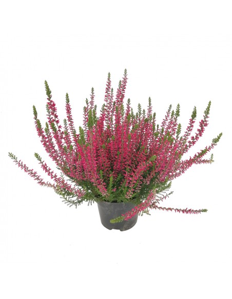 ERICA CALLUNA VULGARIS 'RED' diametro vaso 11 cm
