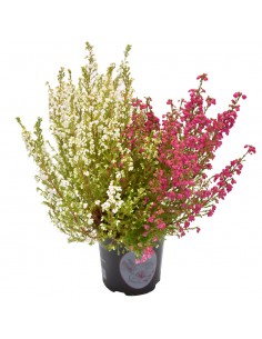 ERICA CALLUNA 'GRACILIS BICOLOR' diametro vaso 11 cm