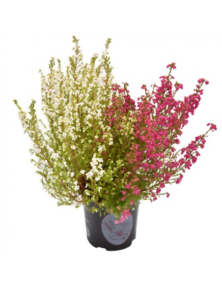 ERICA CALLUNA 'GRACILIS BICOLOR' diametro vaso 11 cm