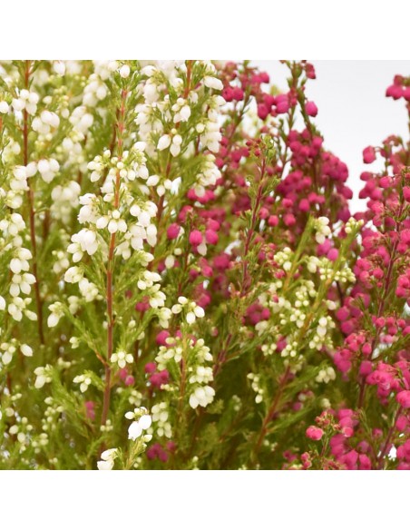 ERICA CALLUNA 'GRACILIS BICOLOR' diametro vaso 11 cm