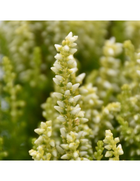 ERICA CALLUNA VULGARIS 'YELLOW' diametro vaso 11 cm