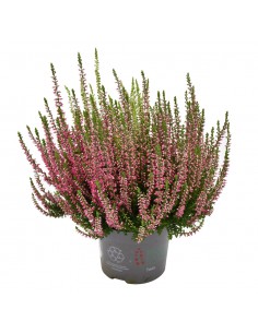 ERICA CALLUNA VULGARIS 'BEAUTY LADY' Mix colori diametro vaso 12 cm