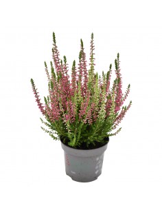 ERICA CALLUNA VULGARIS 'BEAUTY LADY' vaso 9.5 cm