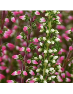 ERICA CALLUNA VULGARIS 'BEAUTY LADY' vaso 9.5 cm 2