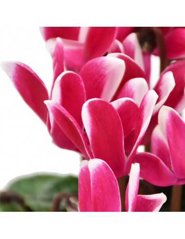 CICLAMINO 'SUPER S' FANTASIA FUJI MIX diametro vaso 10 cm