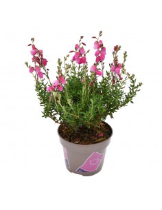 DABOECIA CANTABRICA - RED diametro vaso 11 cm