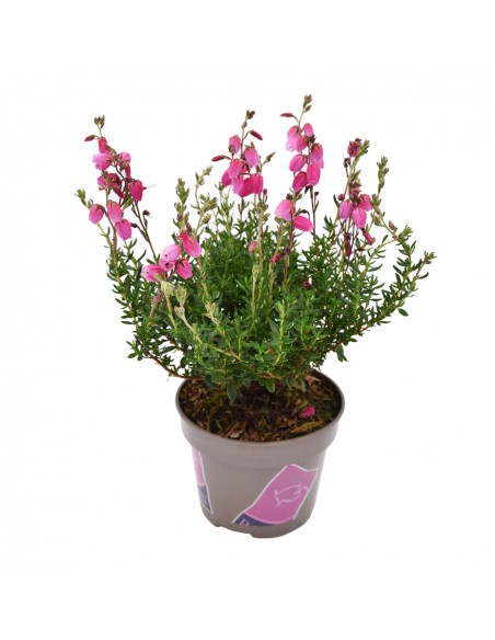 DABOECIA CANTABRICA - RED diametro vaso 11 cm