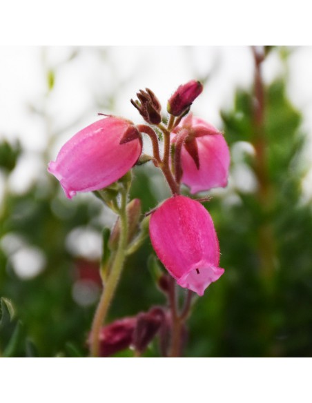 DABOECIA CANTABRICA - RED diametro vaso 11 cm