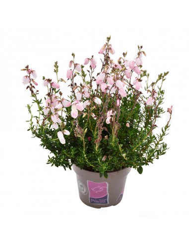 DABOECIA CANTABRICA - PINK diametro vaso 11 cm