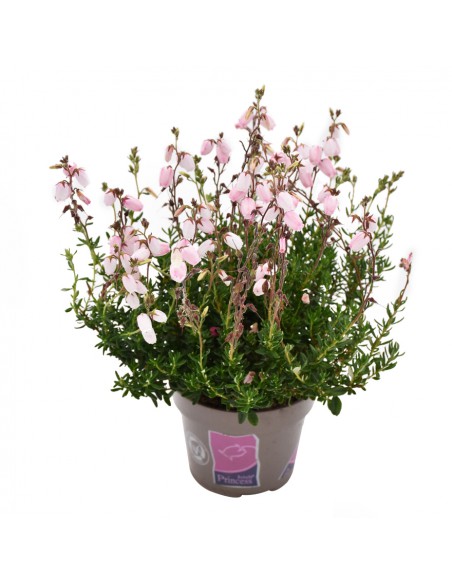 DABOECIA CANTABRICA - PINK diametro vaso 11 cm