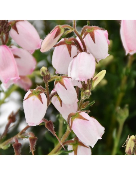 DABOECIA CANTABRICA - PINK diametro vaso 11 cm