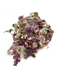 AJUGA REPTANS "erba di San Lorenzo" diametro vaso 13 cm