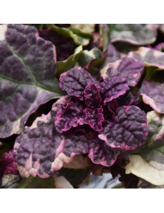 AJUGA REPTANS "erba di San Lorenzo" diametro vaso 13 cm 2