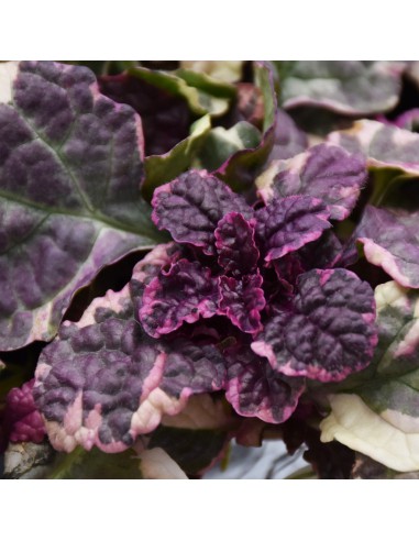 AJUGA REPTANS "erba di San Lorenzo" diametro vaso 13 cm