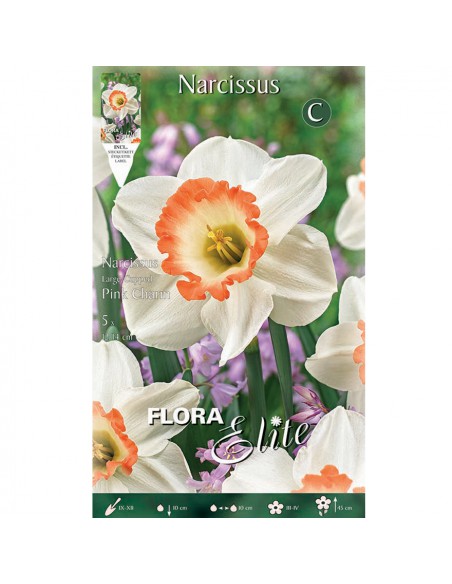 NARCISO 'PINK CHARM' (large-cupped) 5 BULBI