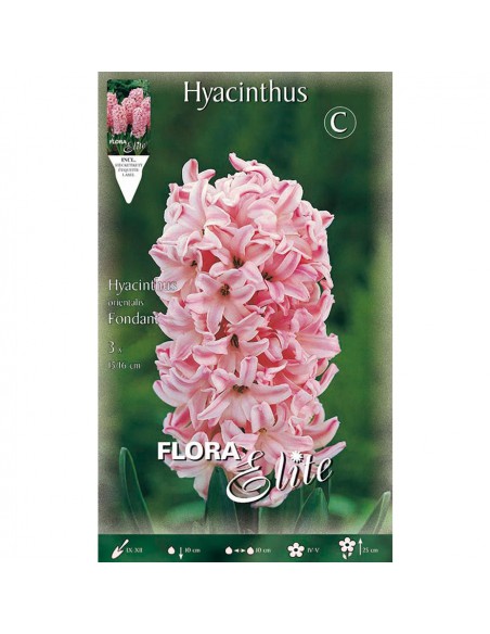 GIACINTO 'FONDANT' (orientalis) 3 BULBI