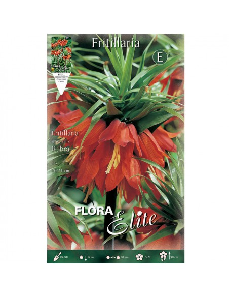 FRITILLARIA "RUBRA" (imperialis) 1 BULBO