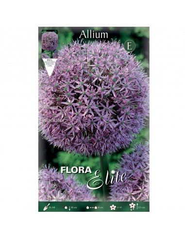 ALLIUM "GLADIATOR" 1 BULBO