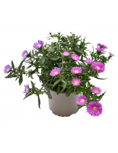 SETTEMBRINO "MYSTERY LADY TRIO" diametro vaso 13 cm
