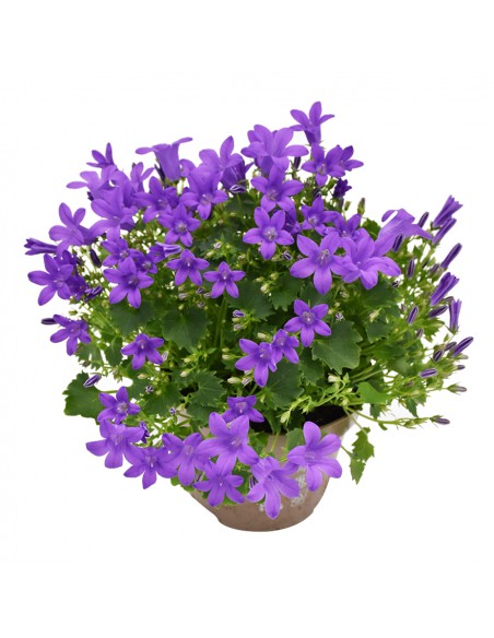 CAMPANULA 'PORT PORTO' diametro vaso 11 cm