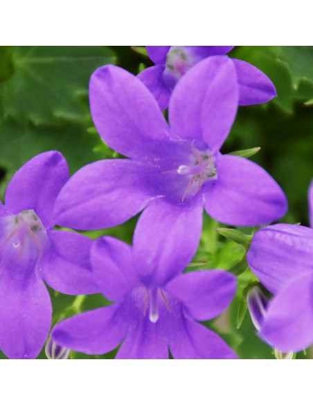 CAMPANULA 'PORT PORTO' diametro vaso 11 cm