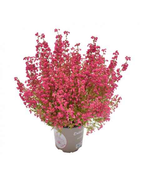 Erica Gracilis Beauty Queens Vaso 12 cm: Fioritura Autunnale