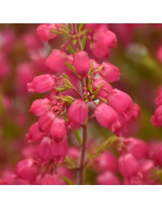 Erica Gracilis Beauty Queens Vaso 12 cm: Fioritura Autunnale 2