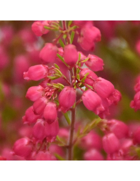 Erica Gracilis Beauty Queens Vaso 12 cm: Fioritura Autunnale