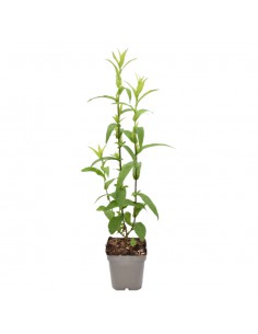 SETTEMBRINO "DAUERBLAU BLU" diametro vaso 11 cm 2
