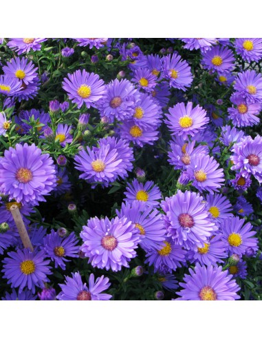 SETTEMBRINO "DAUERBLAU BLU" diametro vaso 11 cm