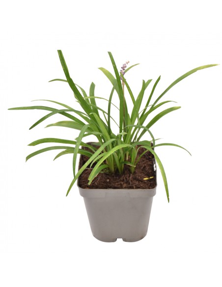 LIRIOPE MUSCARI "erba del lirio" diametro vaso 13 cm