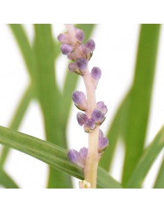 LIRIOPE MUSCARI "erba del lirio" diametro vaso 13 cm 2
