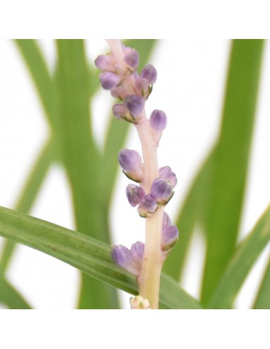 LIRIOPE MUSCARI "erba del lirio" diametro vaso 13 cm