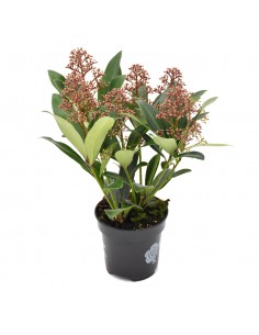 SKIMMIA JAPONICA "RUBELLA RED" diametro vaso 10 cm