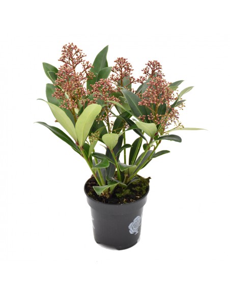 SKIMMIA JAPONICA "RUBELLA RED" diametro vaso 10 cm