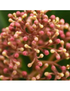 SKIMMIA JAPONICA "RUBELLA RED" diametro vaso 10 cm 2