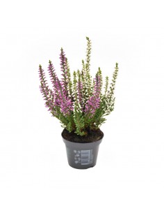 ERICA CALLUNA VULGARIS "BEAUTY LADY BICOLOR"
