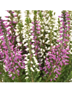 ERICA CALLUNA VULGARIS "BEAUTY LADY BICOLOR" 2