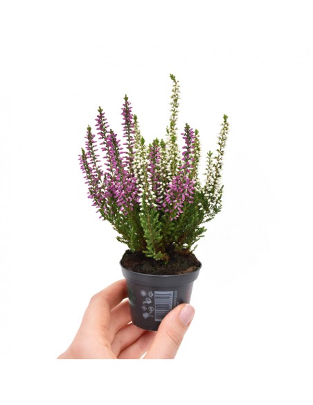 ERICA CALLUNA VULGARIS "BEAUTY LADY BICOLOR"