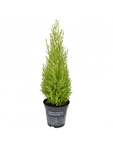 CIPRESSO MACROCARPA "GOLDCREST WILMA" diametro vaso 13 cm