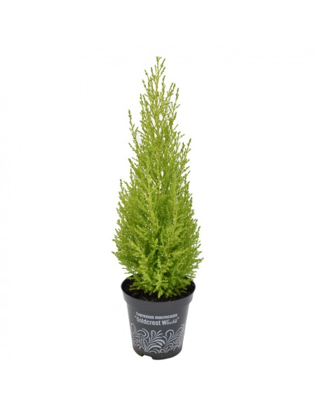 CUPRESSUS MACROCARPA "GOLDCREST WILMA" V. 13 cm